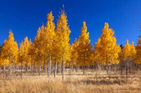 Aspens near Flagstaff-4271.jpg